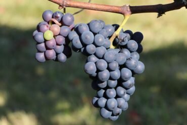 purple grapes on a vine