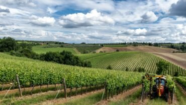 clouds over a vast vineyard in summer