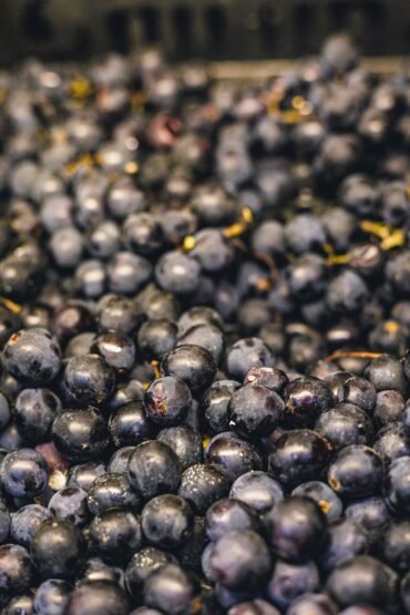 close up of fresh black grapes in bunches