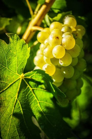 close up of green grapes on vine in sunlight